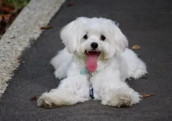 말티즈 성격 분양 가격 수명 장점 단점_7