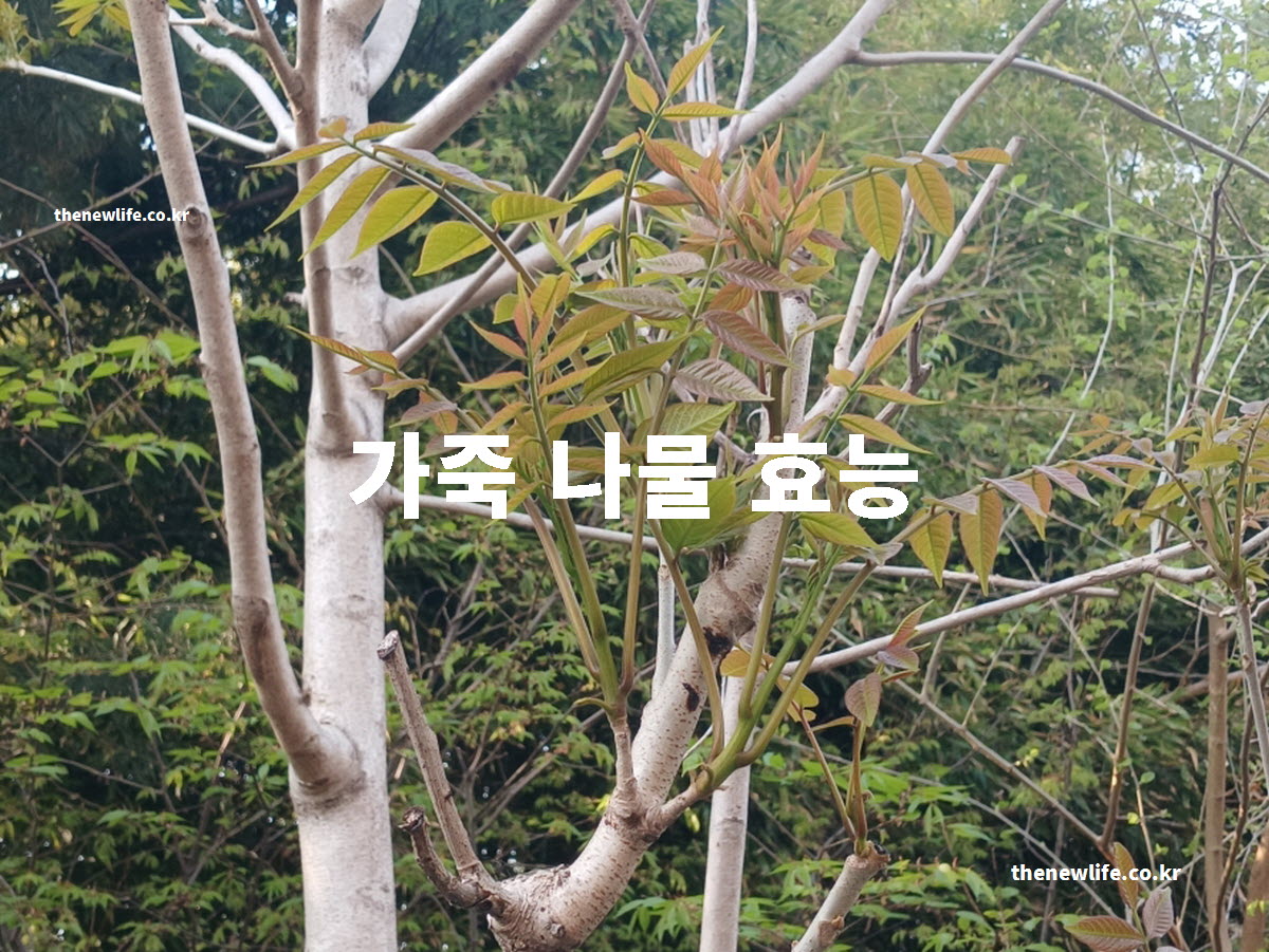 가죽나물 효능 대표 실사진