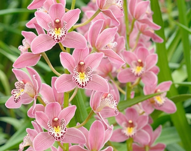 겨울 꽃 심비디움