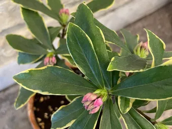 천리향 키우기와 향을 오래 유지하는 방법_11