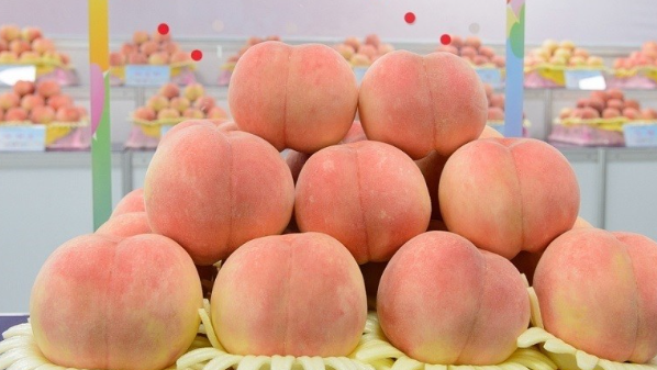 세종 조치원 복숭아 축제