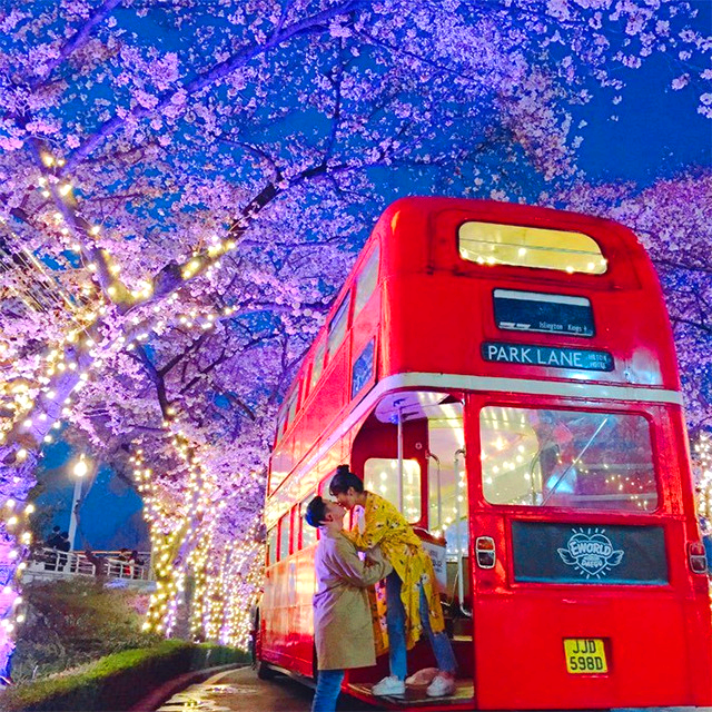 이월드 블라썸 벚꽃축제
