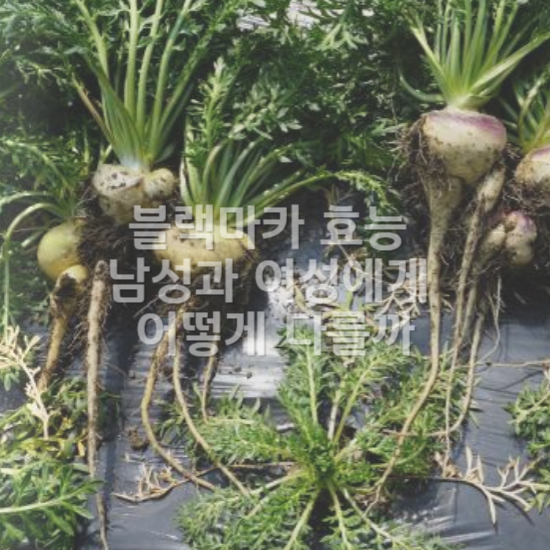 남성에게 좋은 블랙마카 효능2