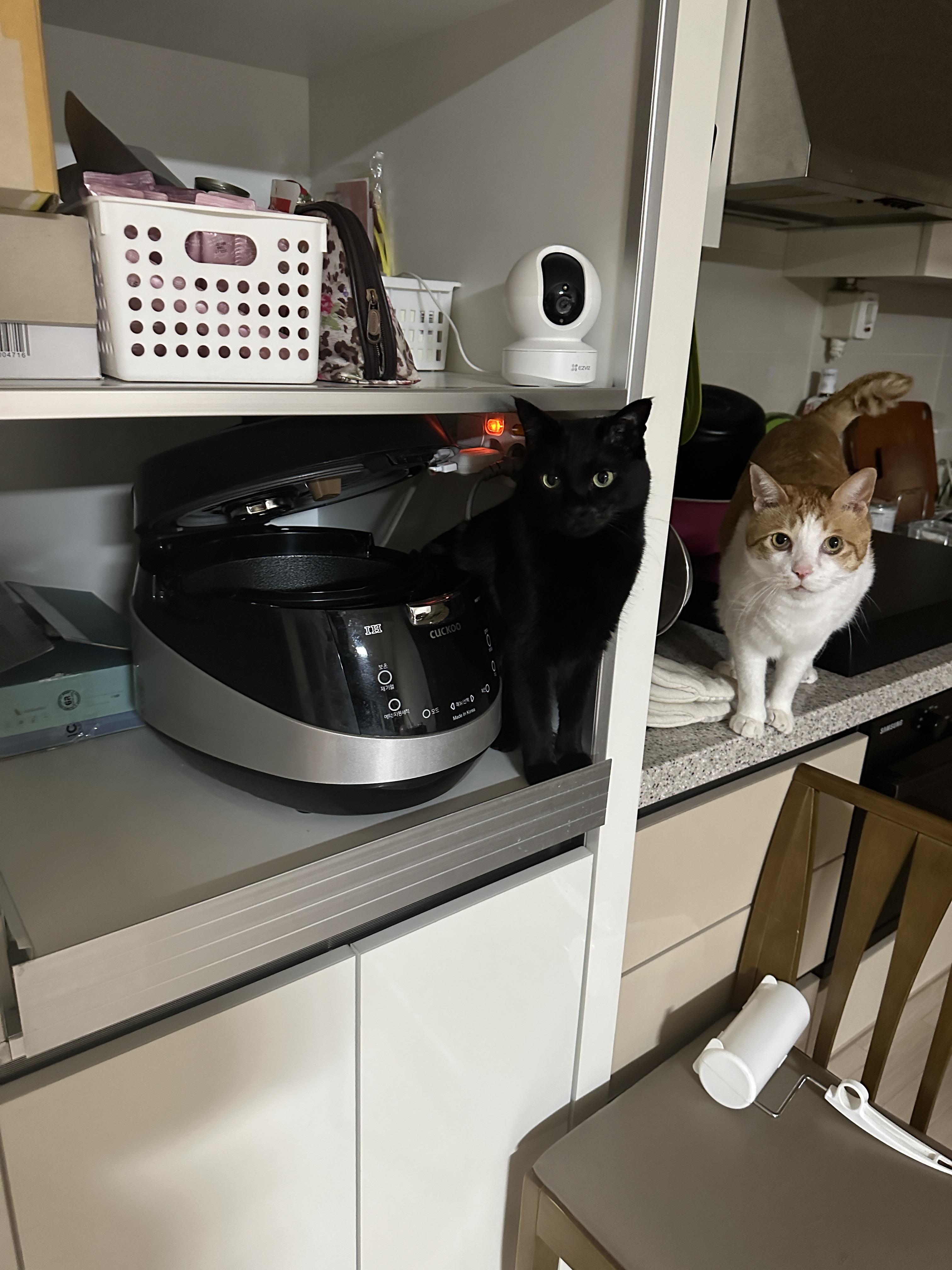 막둥이까지_가세한_간식달라_압박중