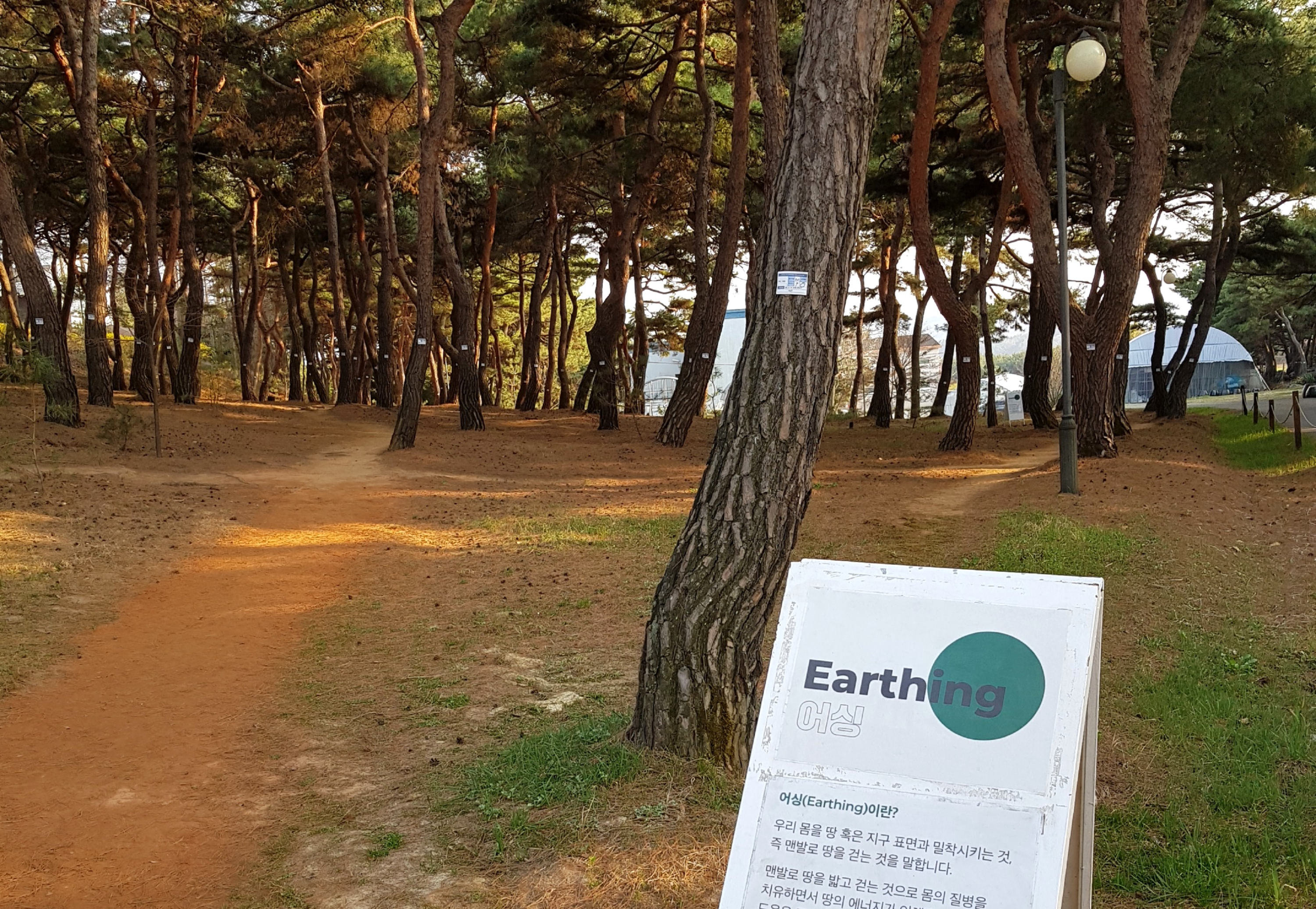 힐링되는 논산 마음수련 메인센터 소나무밭 어싱길