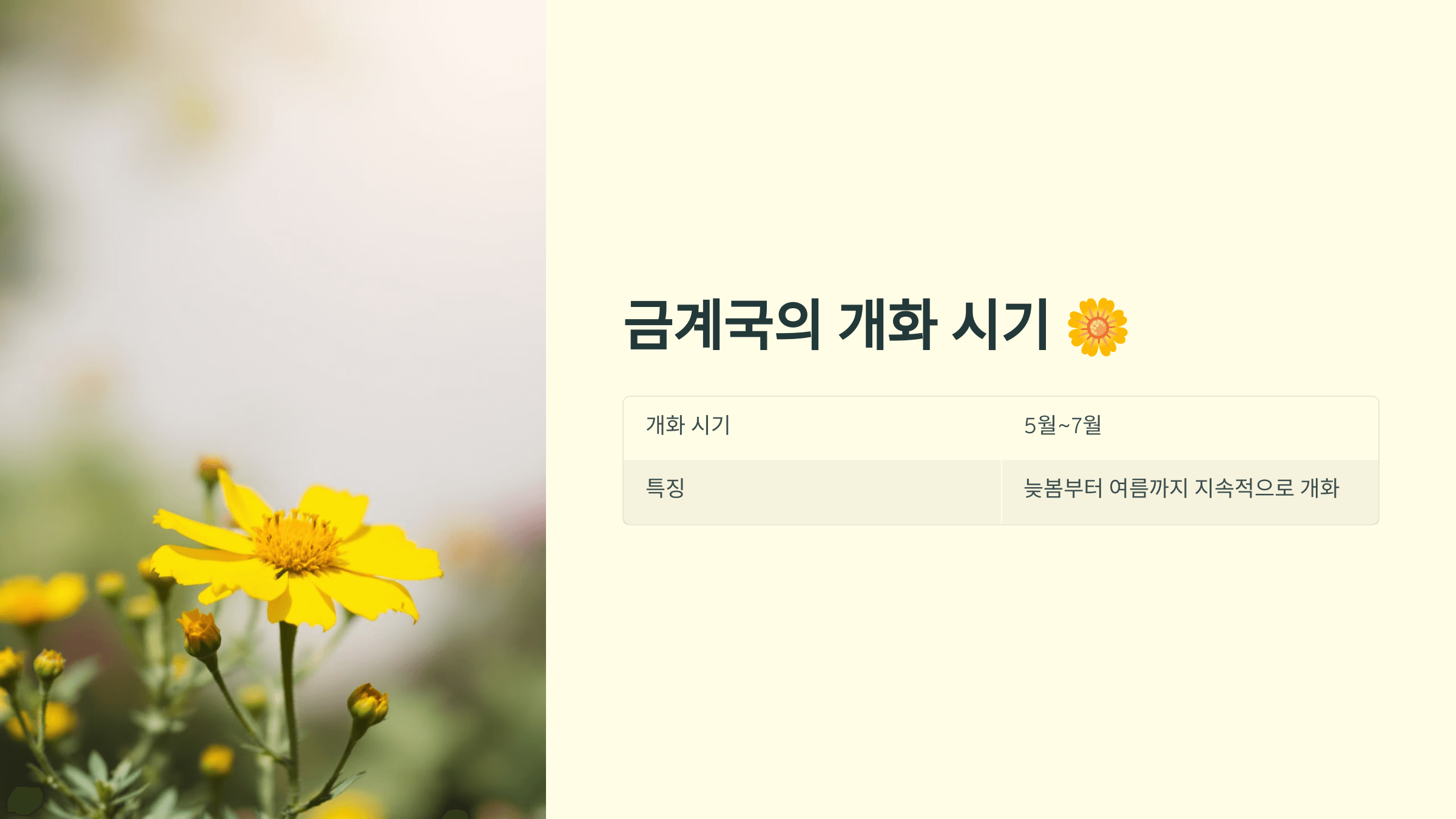 금계국 사진입니다.