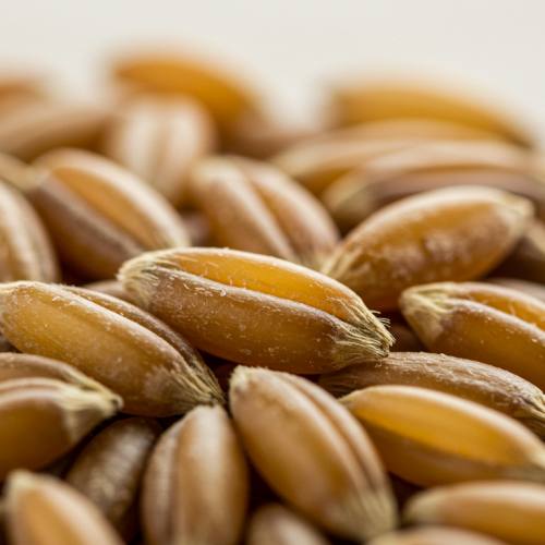 카무트효소 많이든 곡물 사진