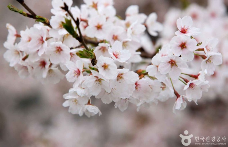 여의도 한강공원 벚꽃축제(윤중로)