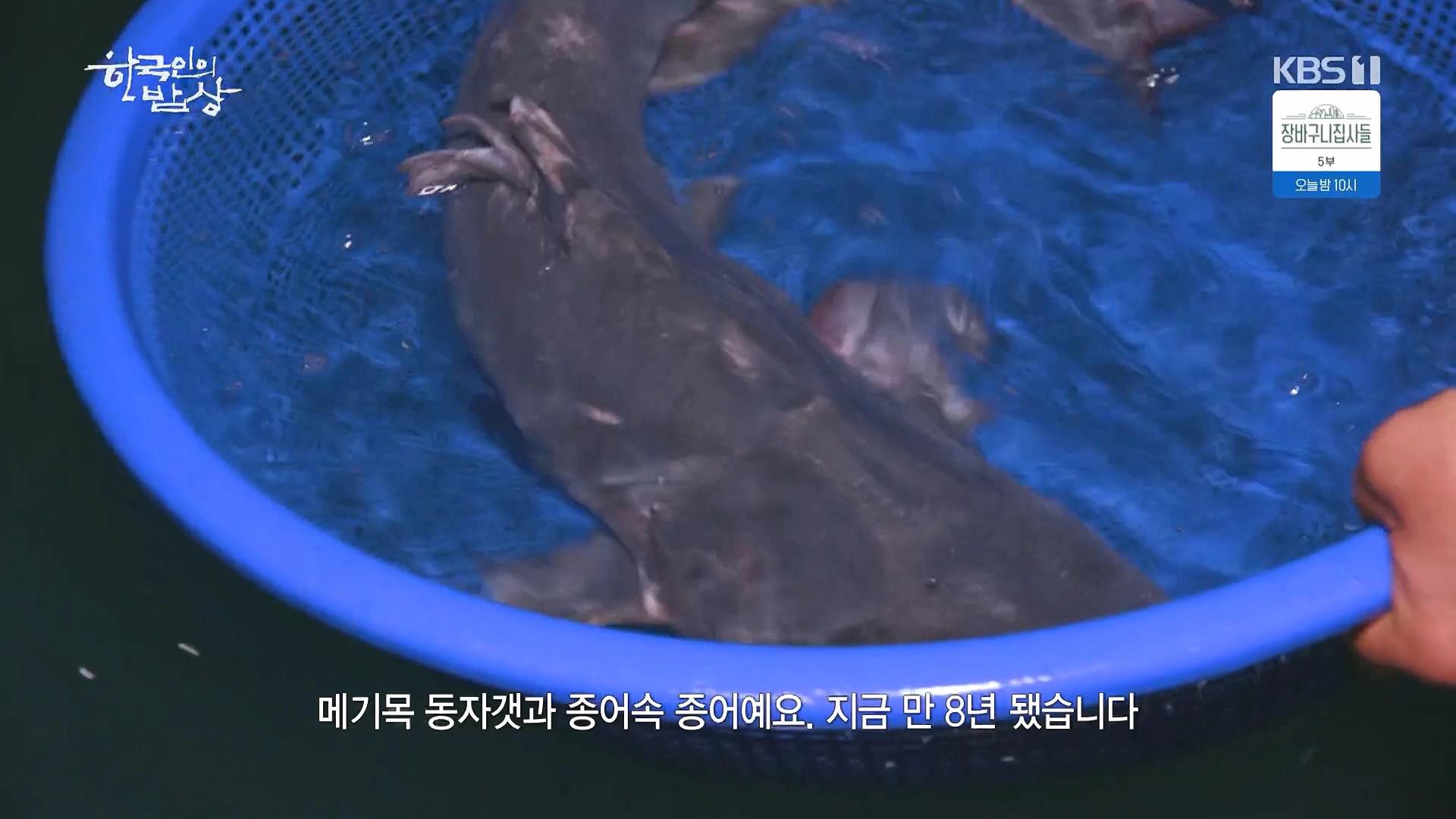 종어 물고기