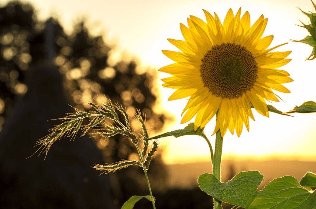 비타민 D 를 설명하는 해바라기 사진