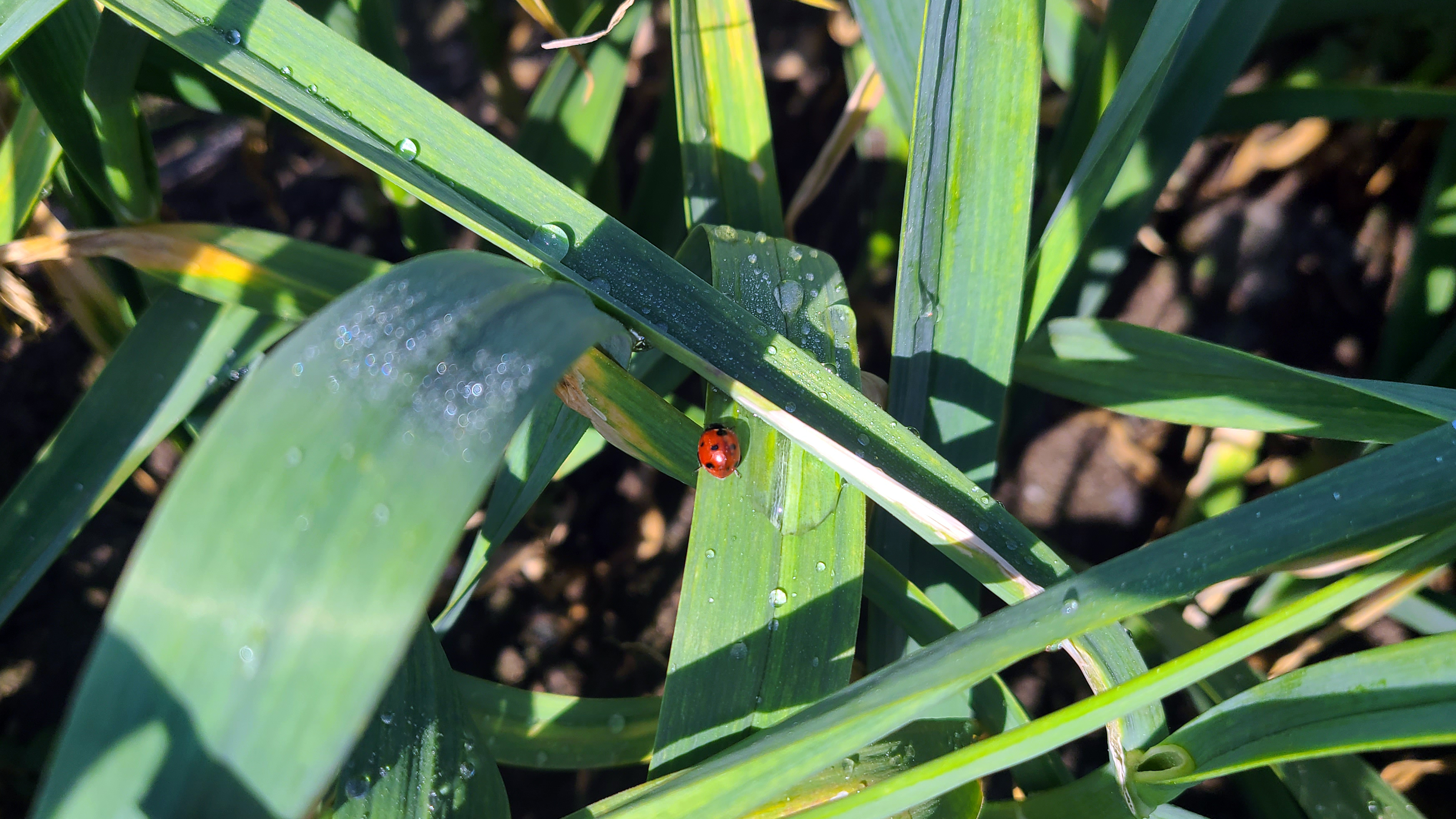 마늘종을 뽑는 날