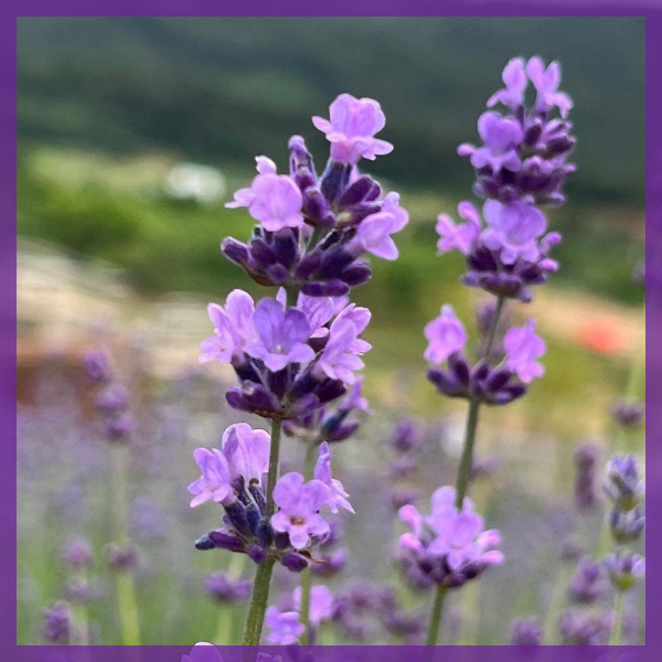 정읍-허브원-라벤더축제-전경3