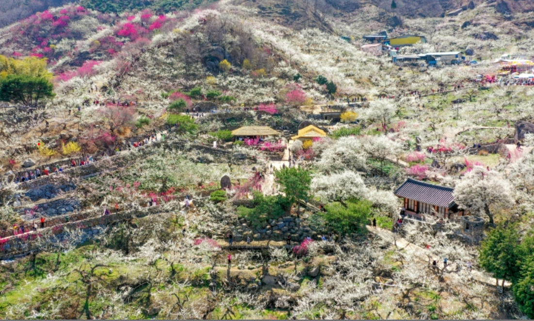 광양매화축제 / 광양 시청 홈페이지