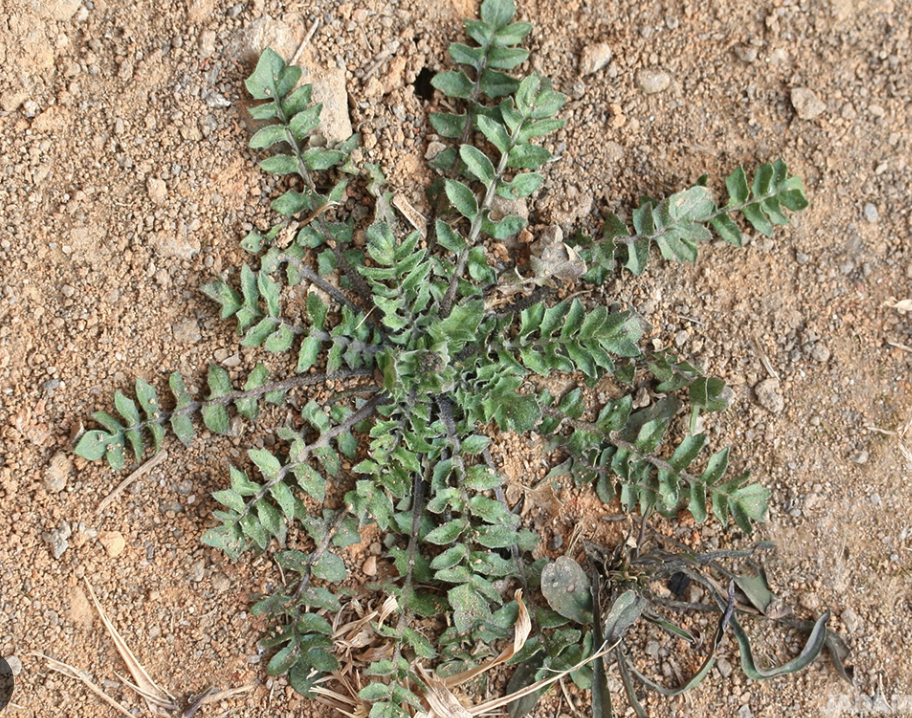 땅에서 자라는 냉이