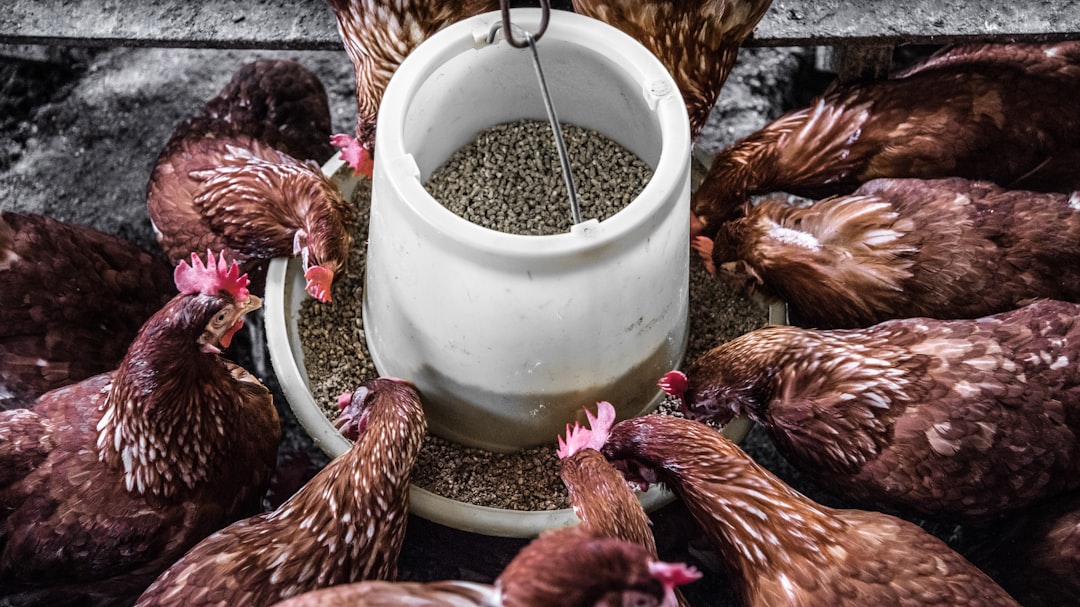 Chickens