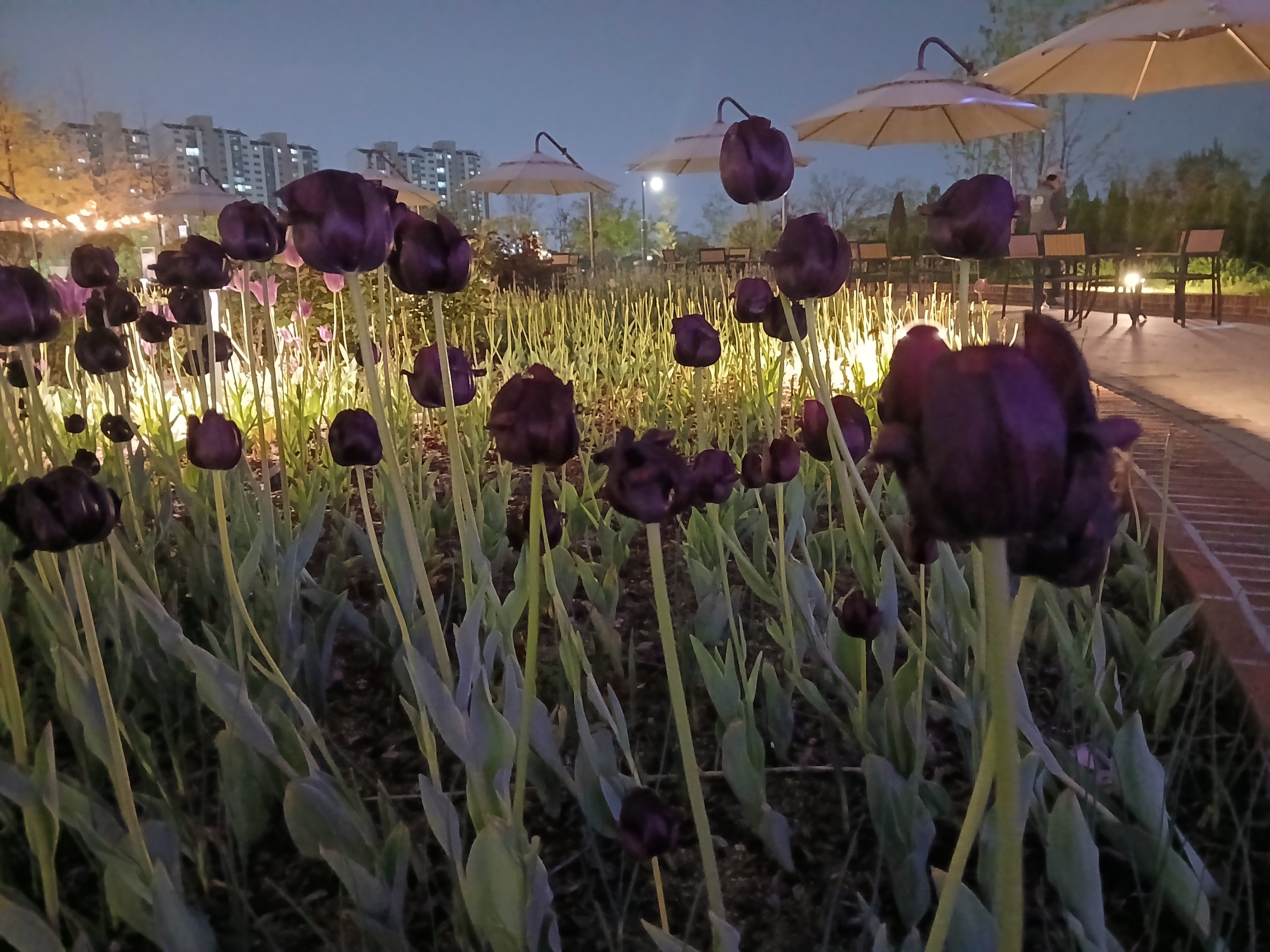 밤 조명 받으니까 분위기 완전 달라졌던 튤립존