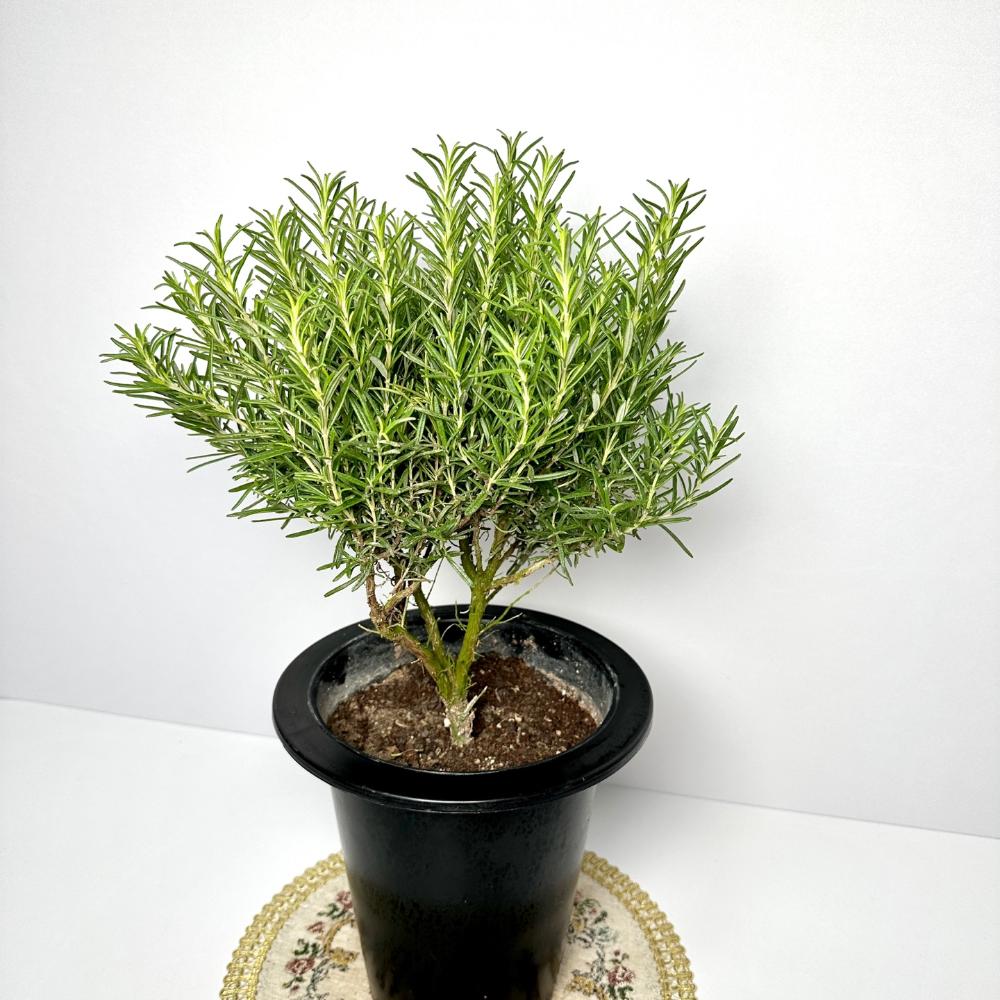 집에서 로즈마리 키우기