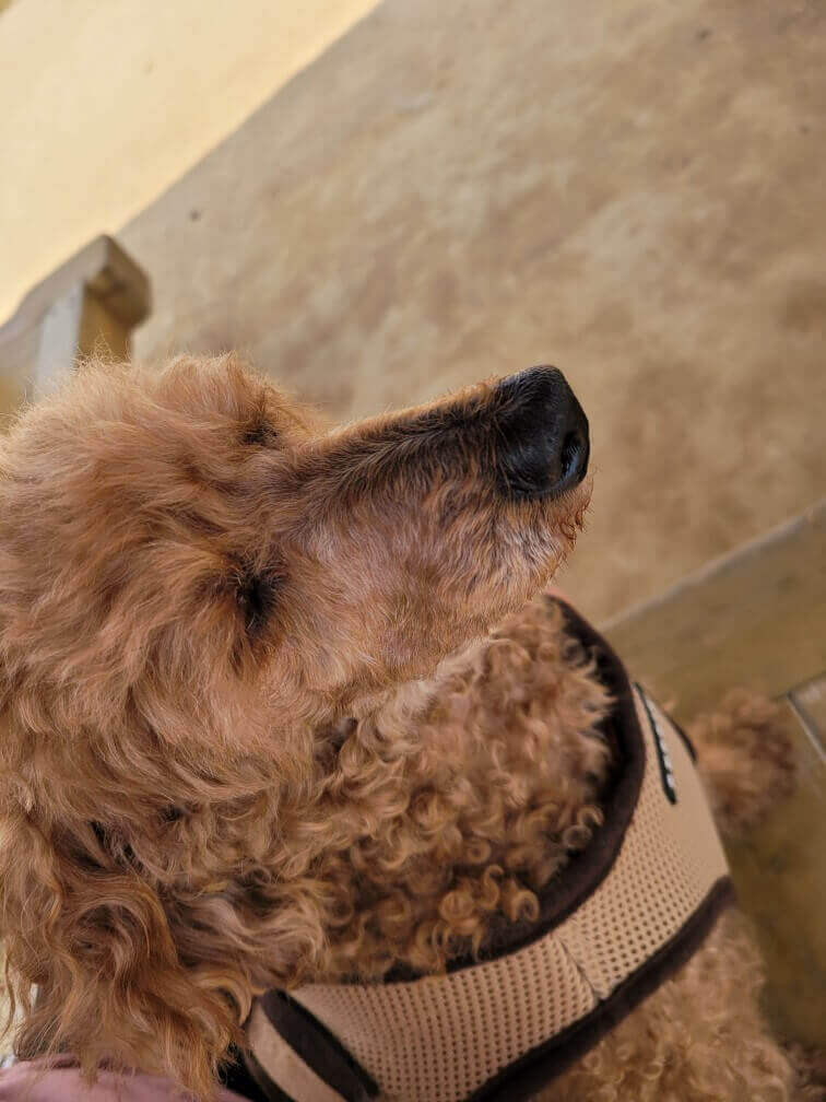 겁이 많은 강아지