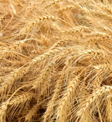 카무트 효소 효능 및 먹는법 총정리