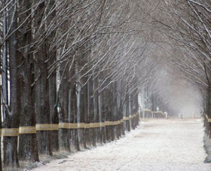 담양 메타세쿼이아길
