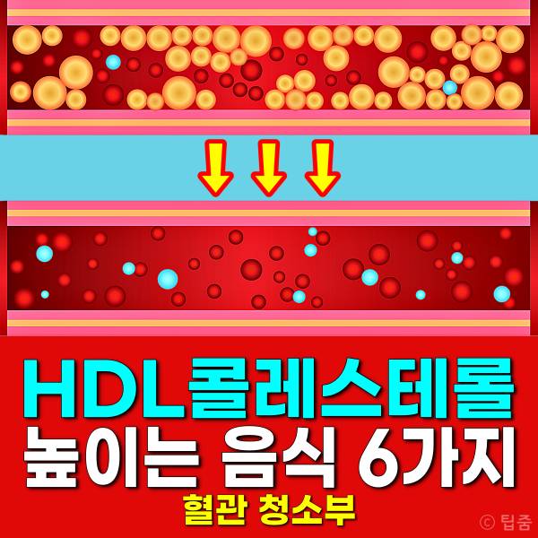 HDL콜레스테롤 높이는 음식 방법,혈관에 좋은 음식