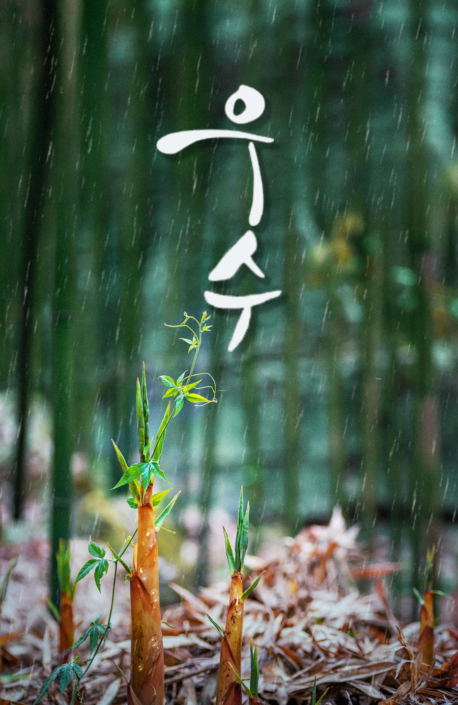 계절의 변화를 세분화한 24 절기 중 '우수' 이해하기