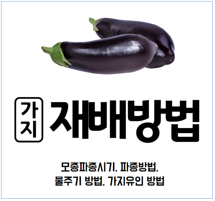 가지 재배 방법