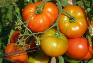 2024 율봄식물원 토마토 시즌 체험 축제 수확체험 예약하기