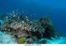 보홀 여행 추천 발리카삭 해양보호구역