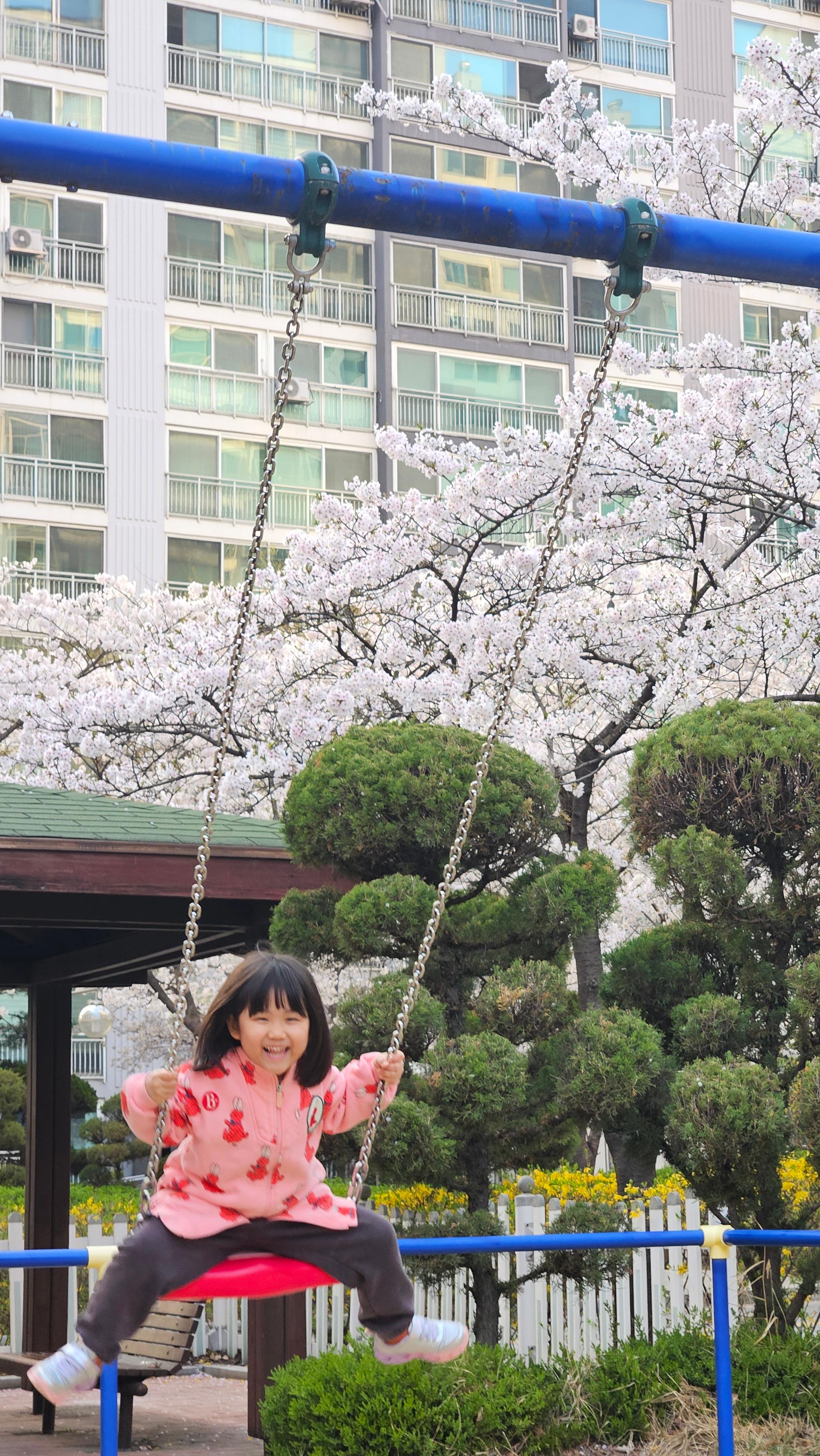 수원 숨은 벚꽃 명소