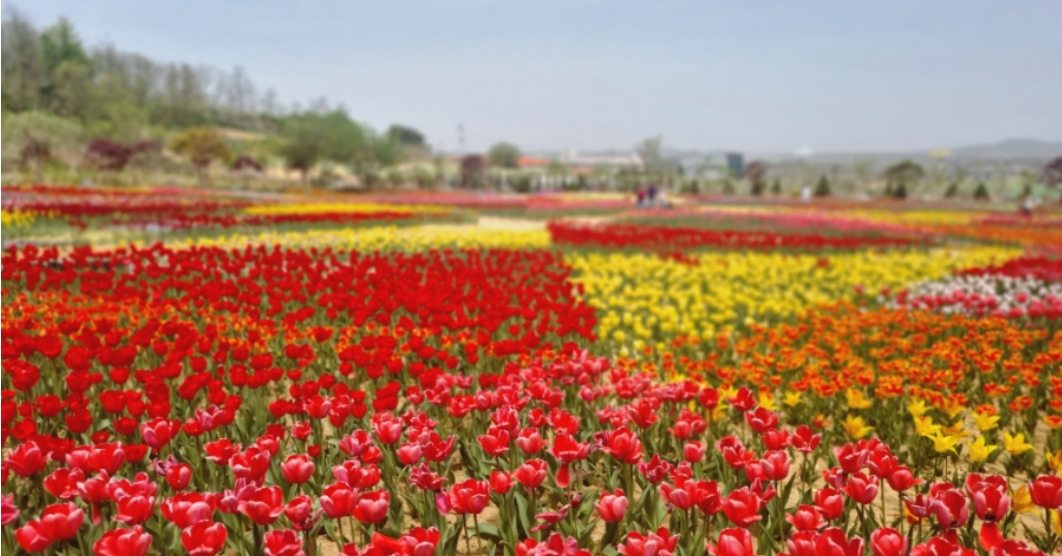 아산 피나클랜드 튤립 축제.생방송투데이.일정.가는길.주차장.2023년안내