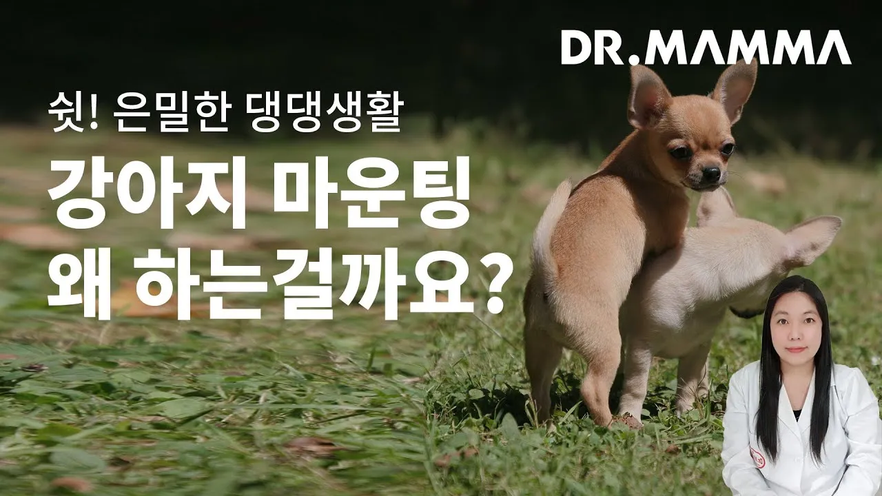 강아지 마운팅 이유 해결 방법_5