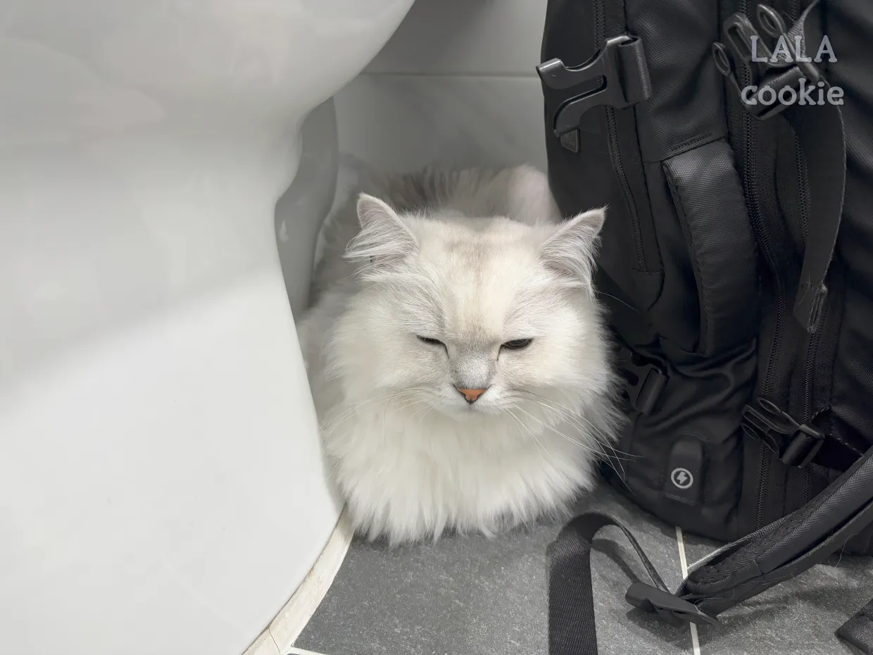 안정제-먹은-고양이-눈을-감고-앉아있다