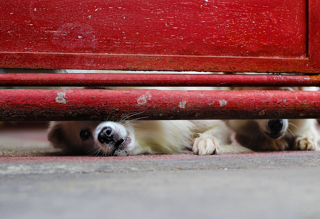 Barking