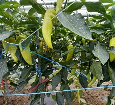 전남여수당조고추