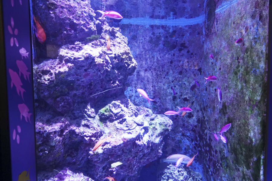 오키나와 츄라우미 수족관 해양생물들