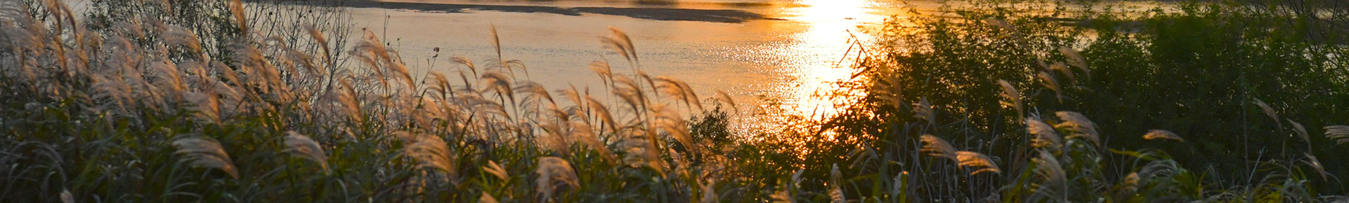 광주서창억새축제