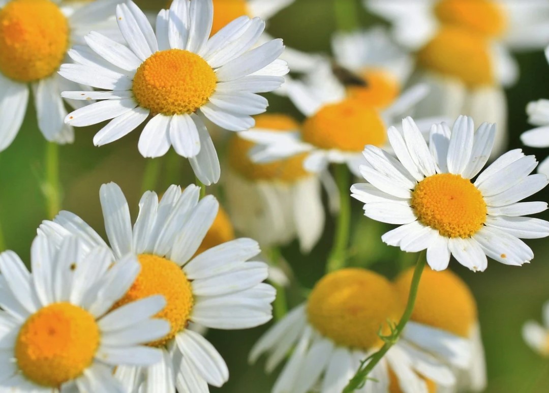 숙면에 좋은 차