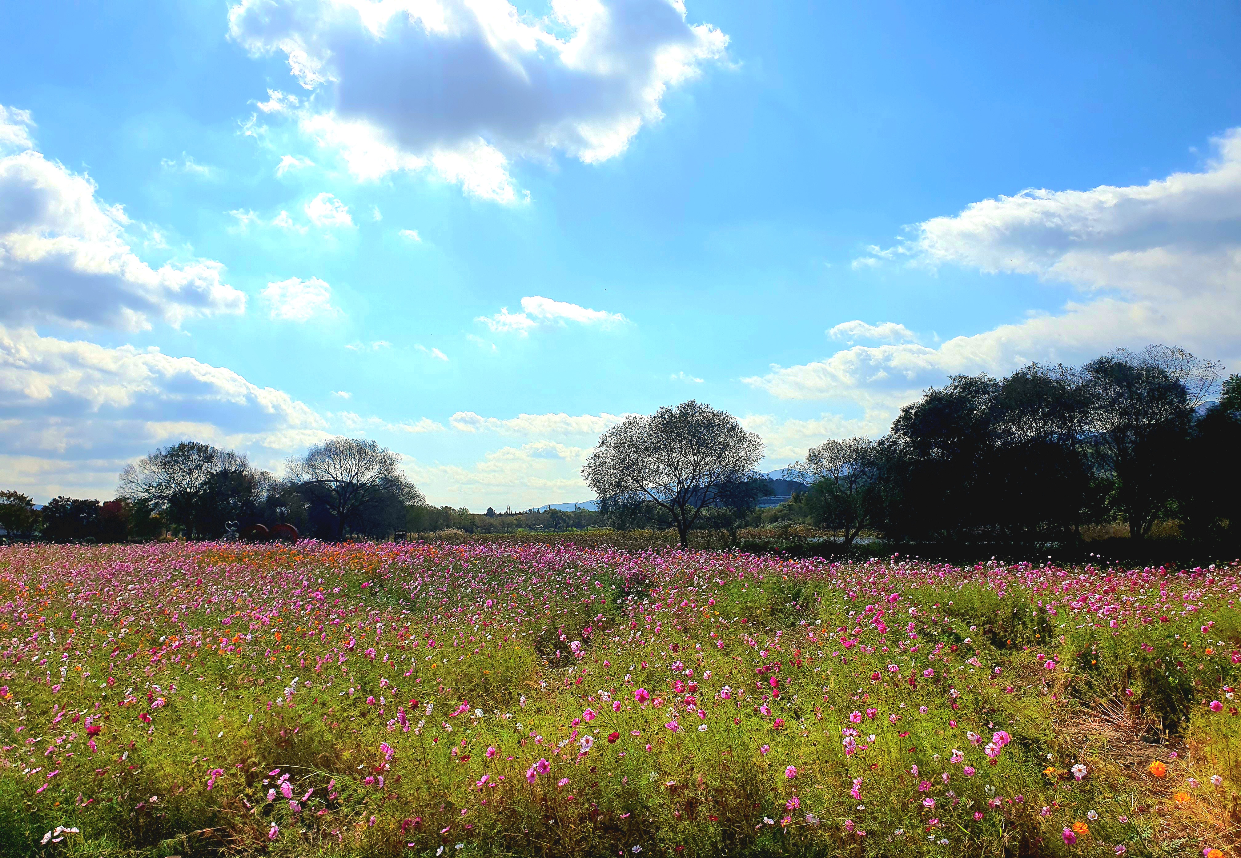 가을엔-코스모스가-예쁩니다.