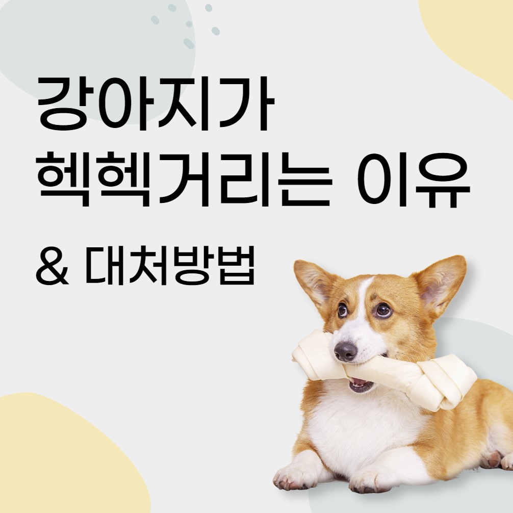 강아지-헥헥거림-증상-원인과-해결법