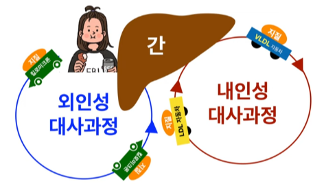 콜레스테롤의 대사과정