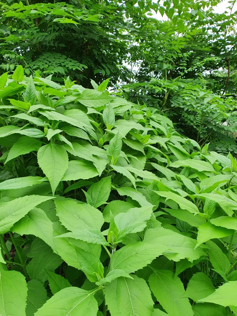 돼지감자 재배 종구 선택 배수로 만들기 수확 건조_4