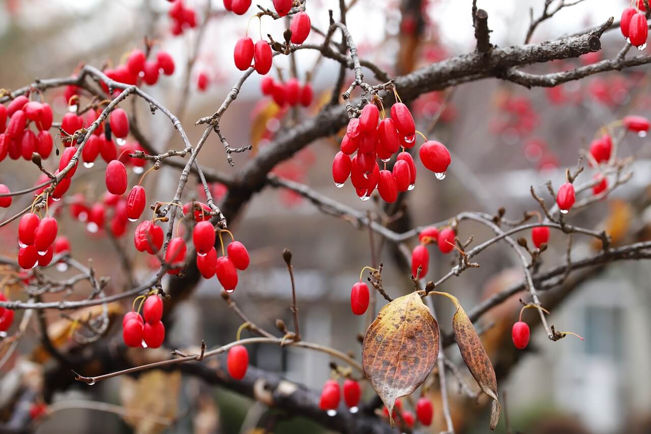 해미 벚꽃축제 일정