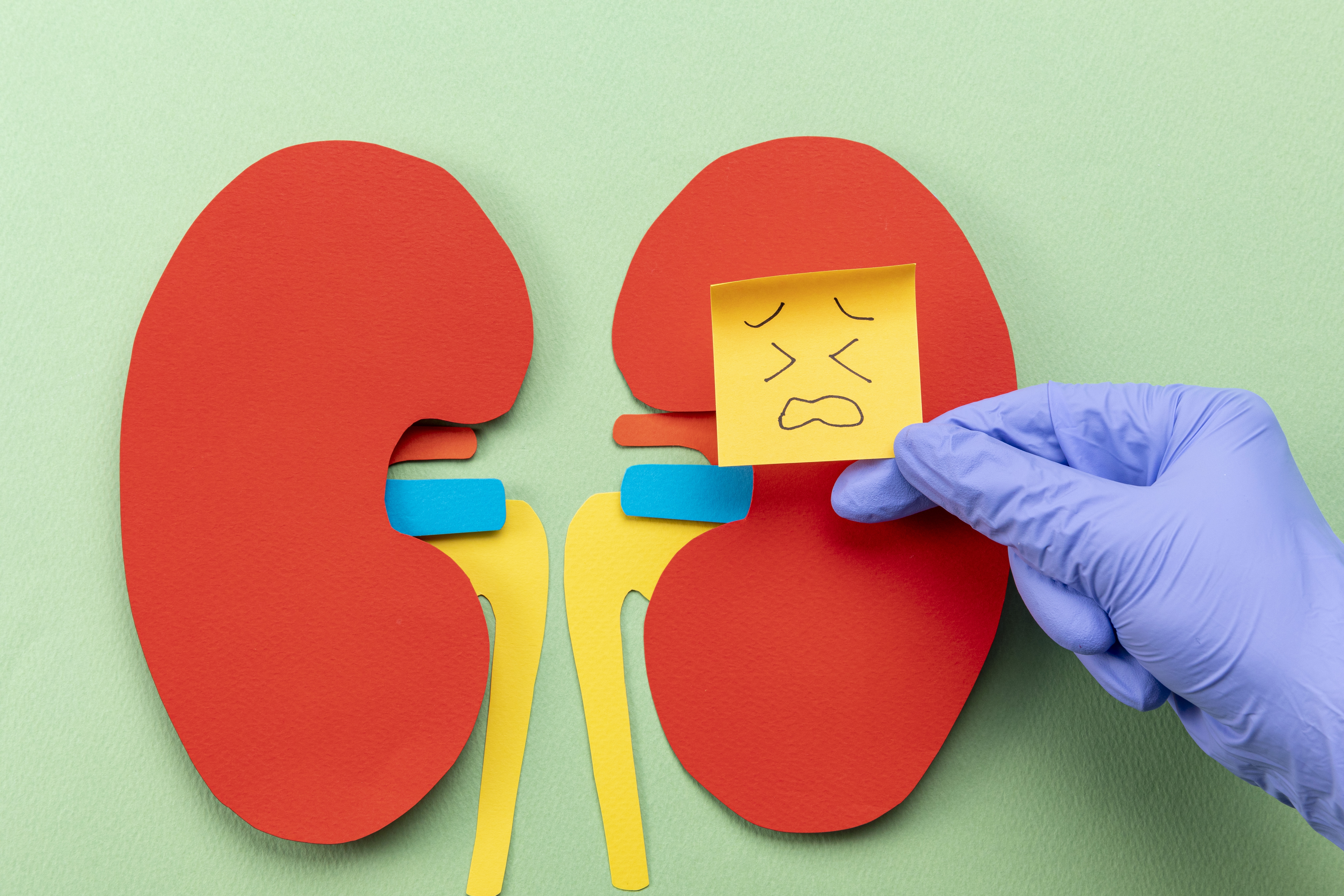 신장에 좋은 음식 만성 신장 통증 증상 질환 환자 좋은음식 나쁜 음식