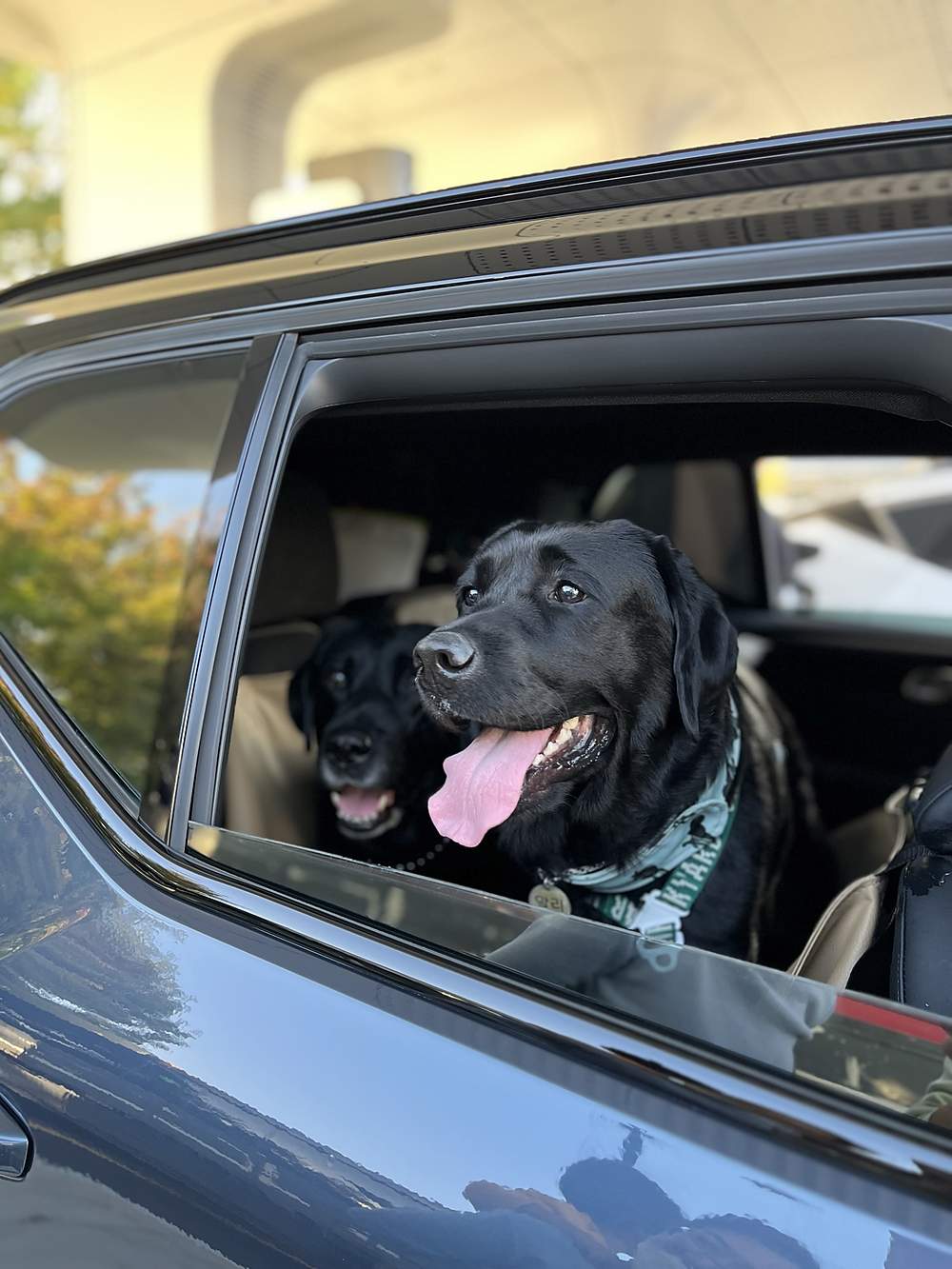 차 창문 너머로 얼굴을 내민 두 마리 블랙 래브라도 리트리버가 혀를 내밀고 들뜬 표정으로 바깥을 바라보는 모습