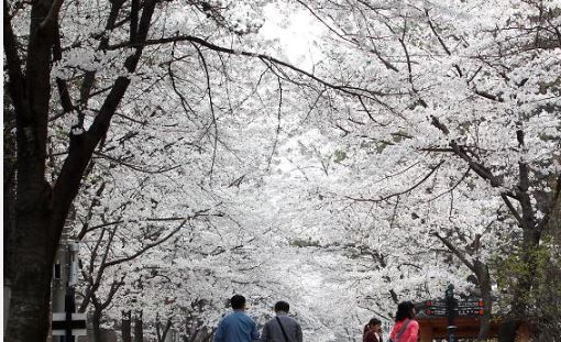벚꽃 명소