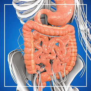 치커리-효능-장건강