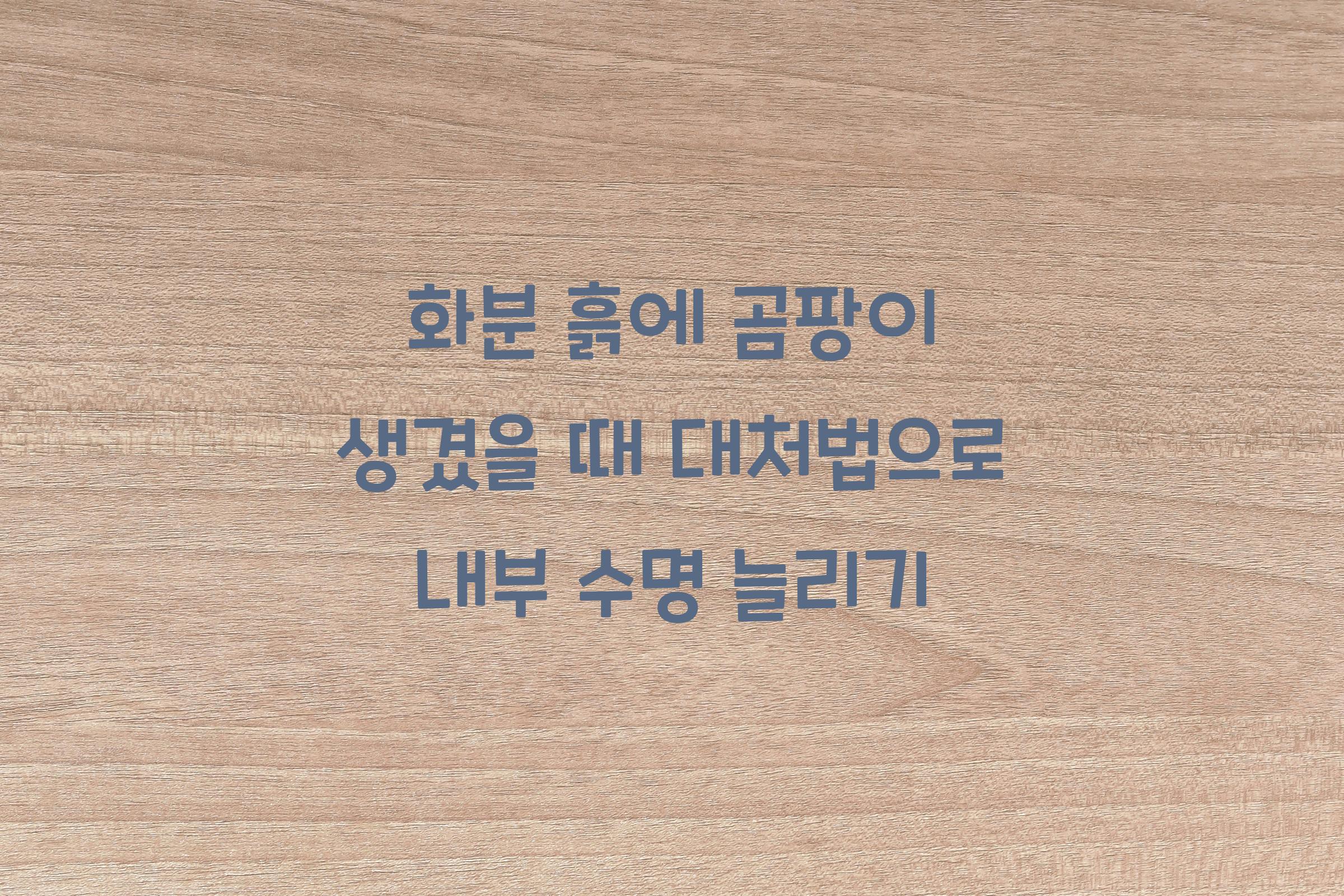 화분 흙에 곰팡이 생겼을 때 대처법