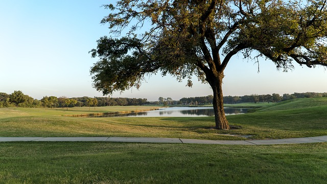 골프장에 있는 엄청 큰 나무
