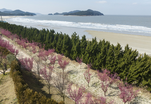 임자도 홍매화